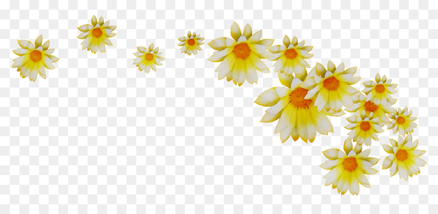 Marguerites，Blanc PNG