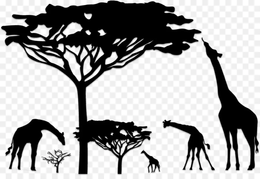 Girafes，Arbre PNG