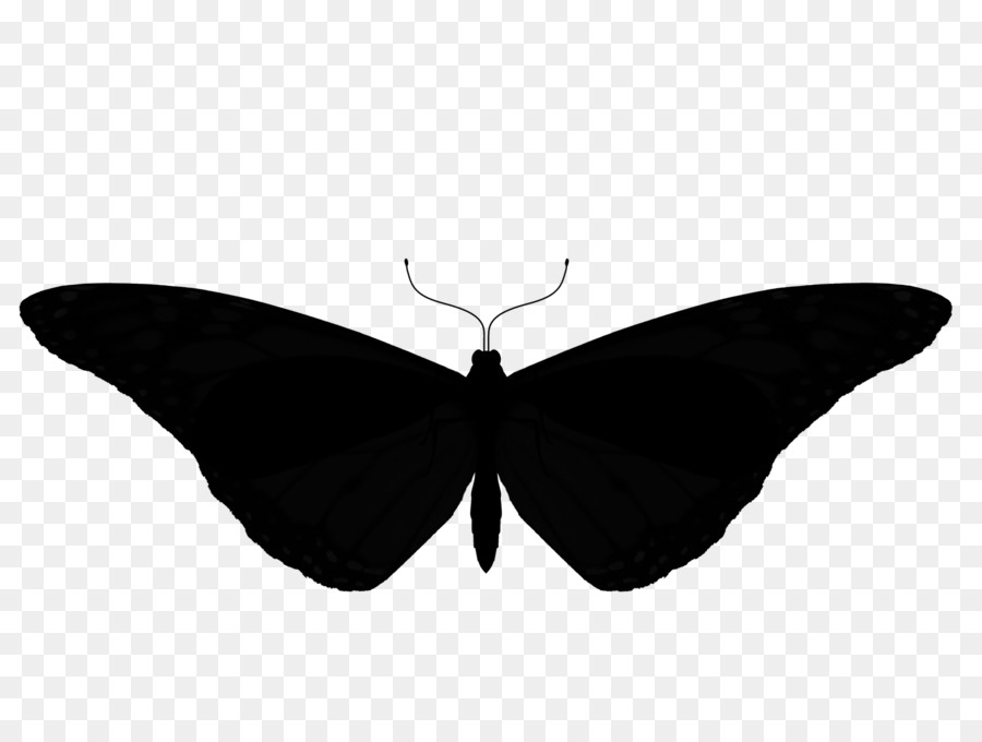 Papillon Noir，Insecte PNG