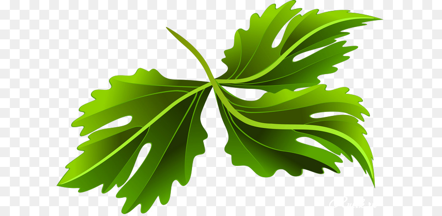 Feuille，Les Plantes PNG