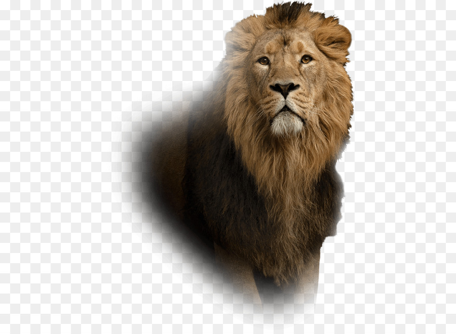 Lion，Ipad PNG