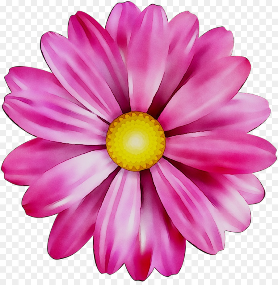 Chrysanthème，Marguerite Daisy PNG
