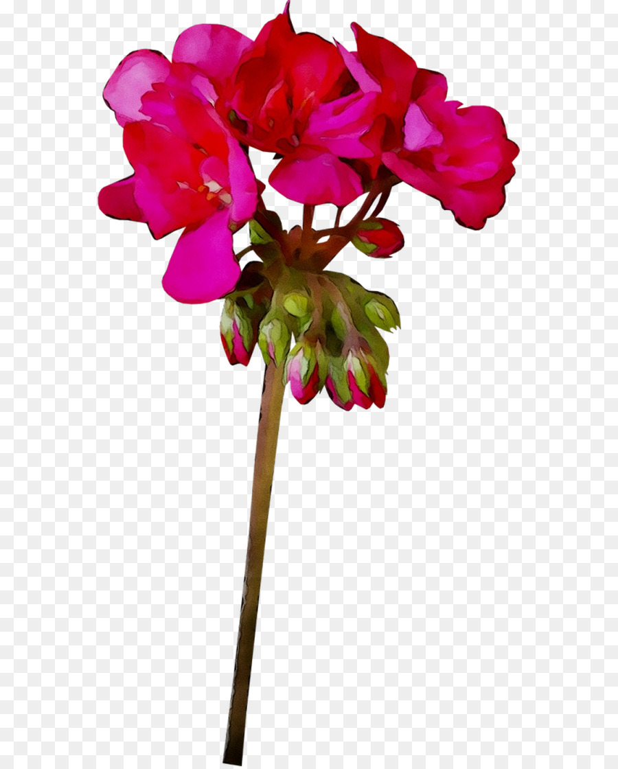 Fleur Rose，Floraison PNG