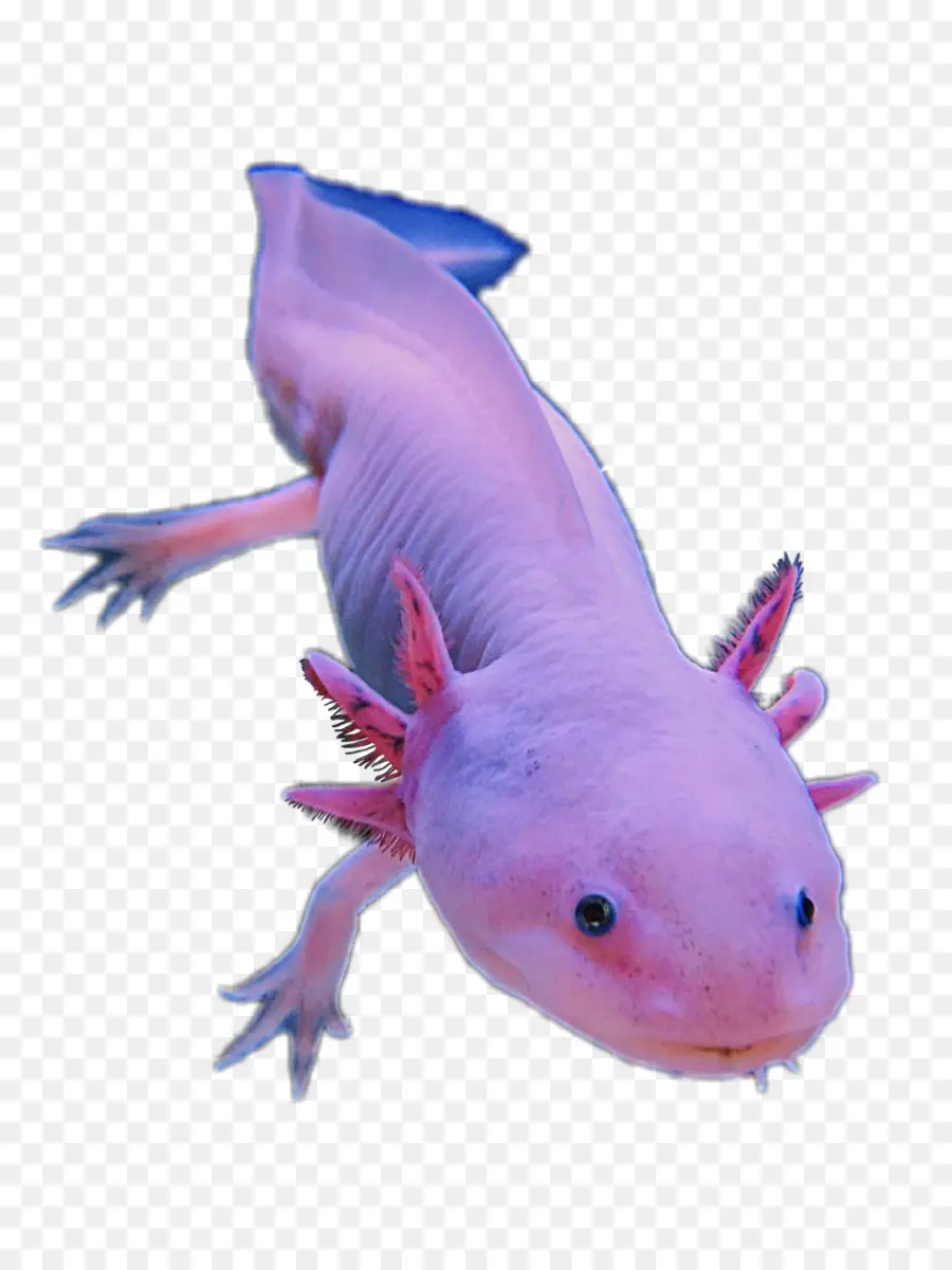 La Salamandre，Axolotl PNG