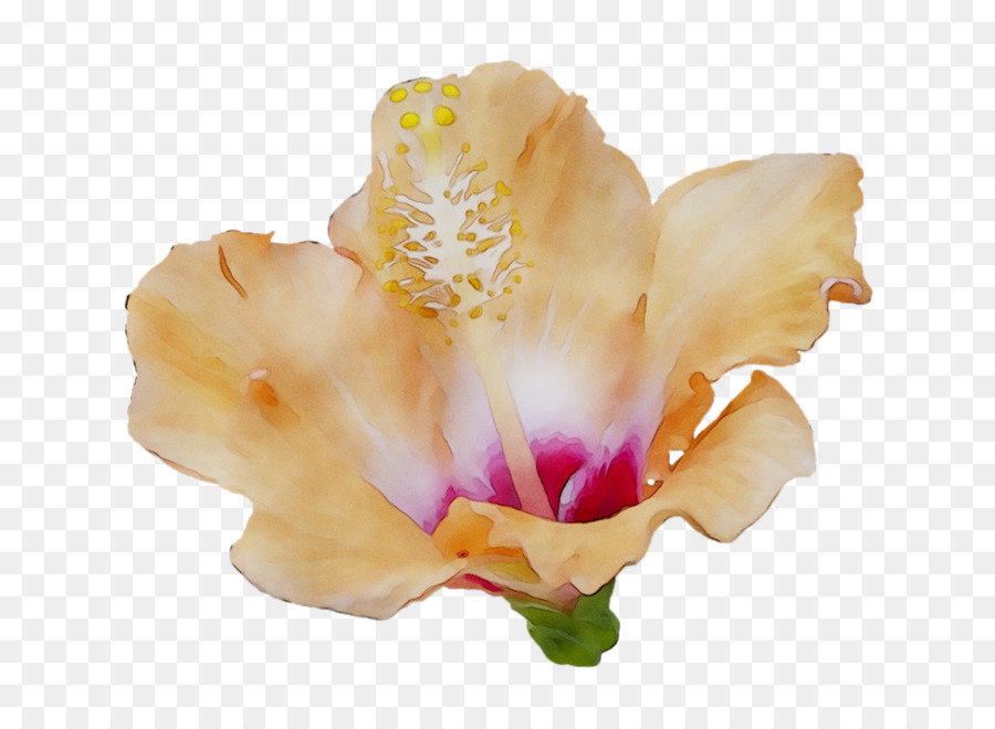 Fleur D'iris，Violet PNG