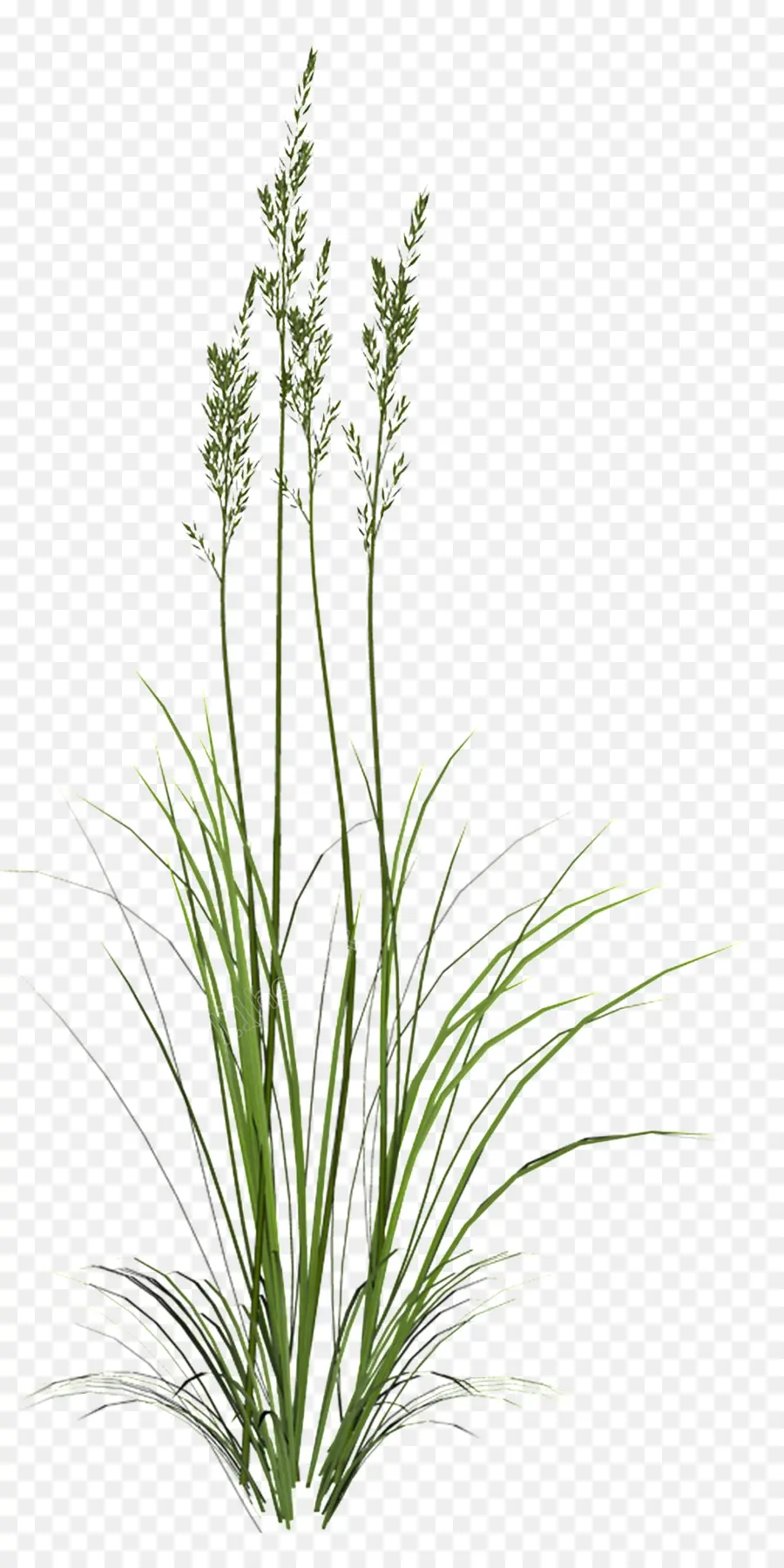 Herbe Verte，Nature PNG