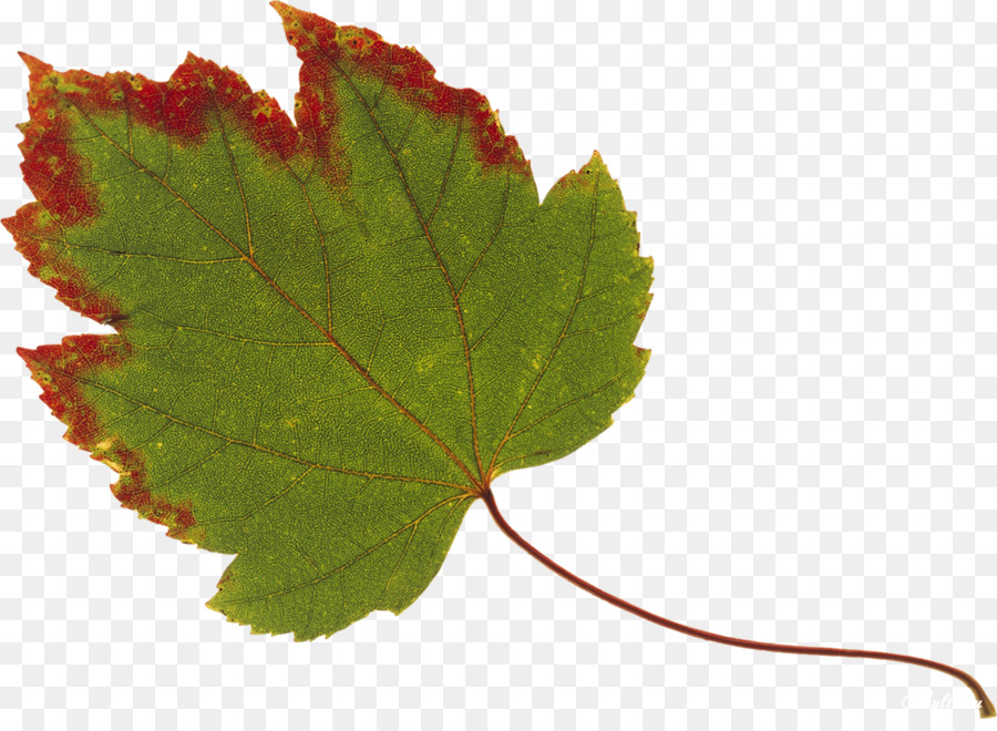 Feuille Colorée，Automne PNG