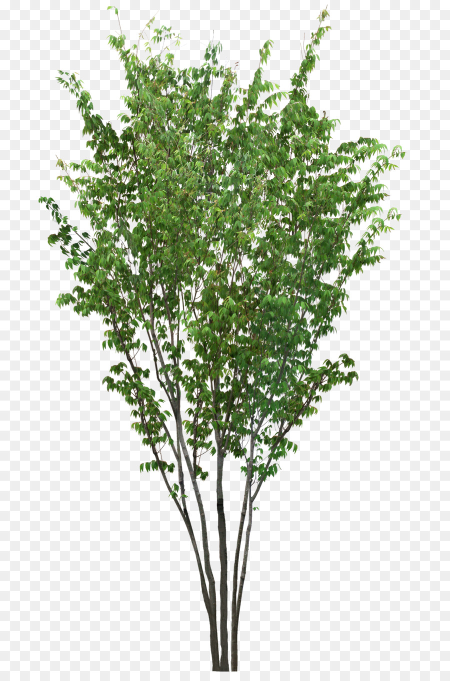 Arbre En Pot，Usine PNG