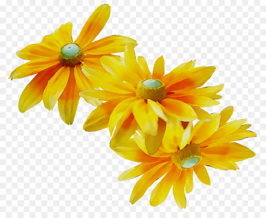 Pot Marigold，Jaune PNG