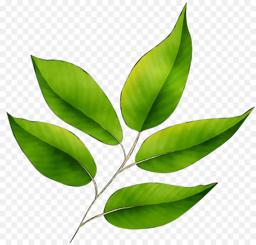 Feuille，Tige De La Plante PNG