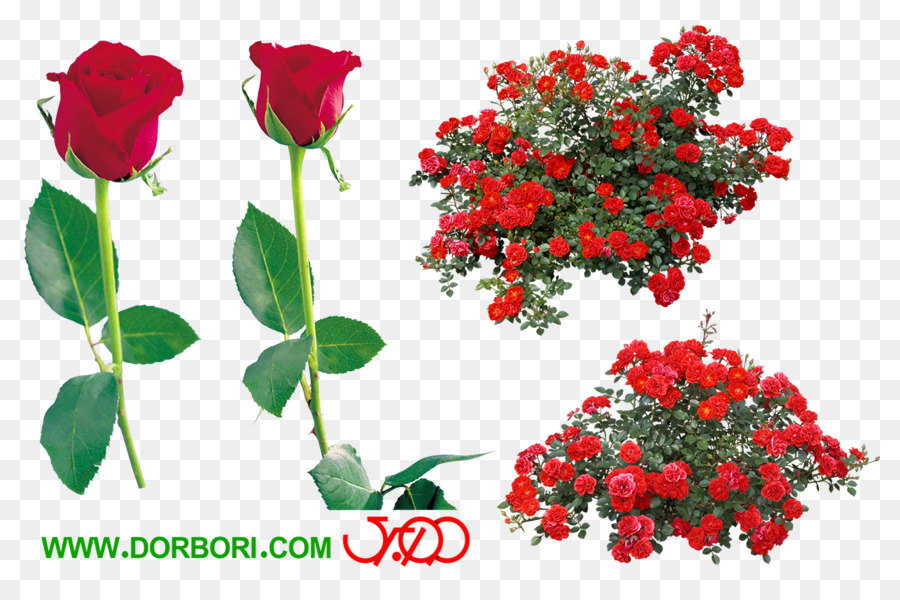 Rose，Arbuste PNG