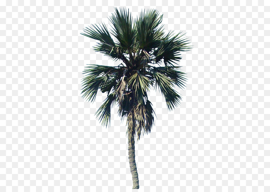 En Californie Palm，Arbre PNG