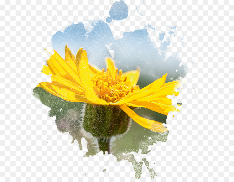 Fleur Jaune，Floraison PNG