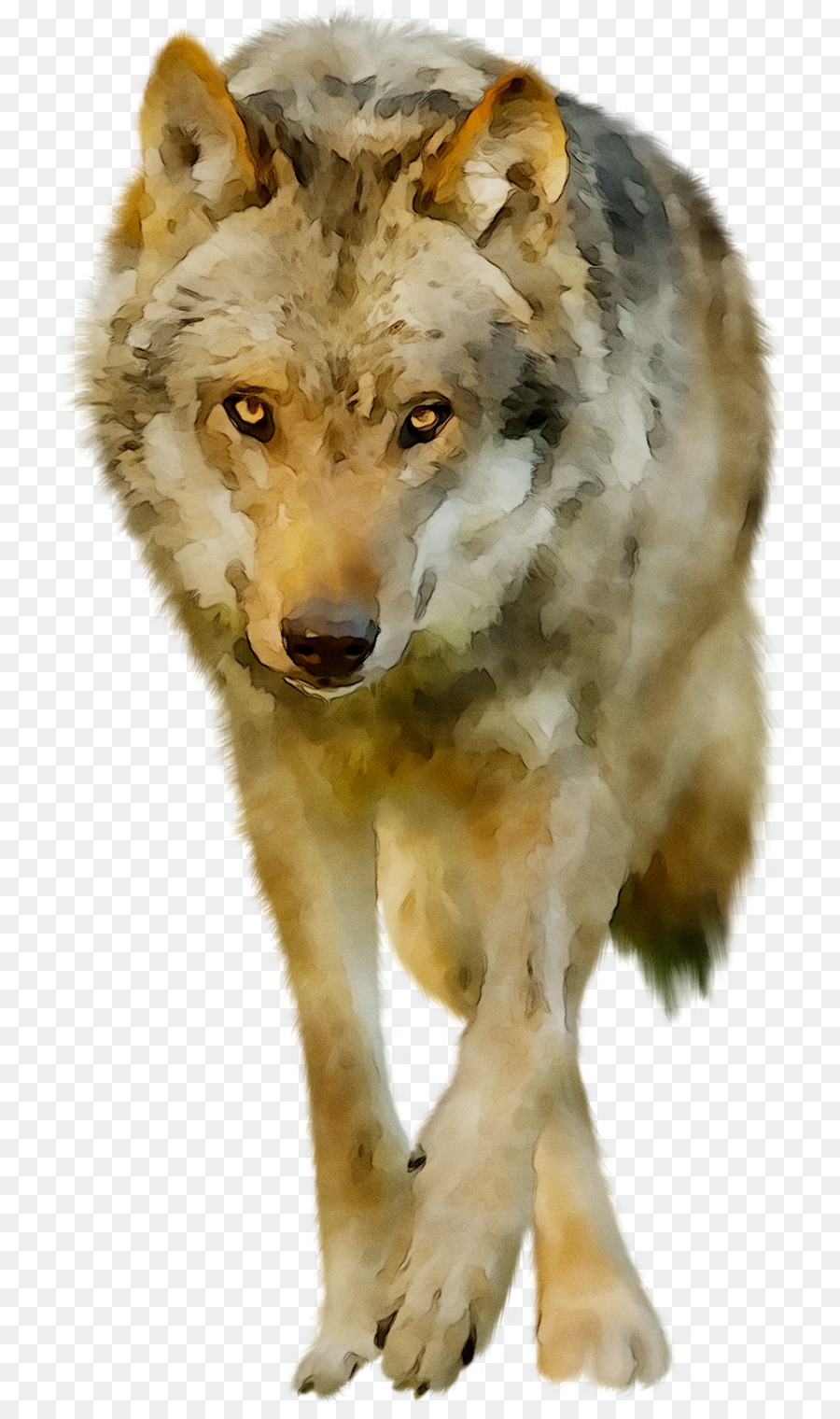 La Toundra De L'alaska Loup，Coyote PNG