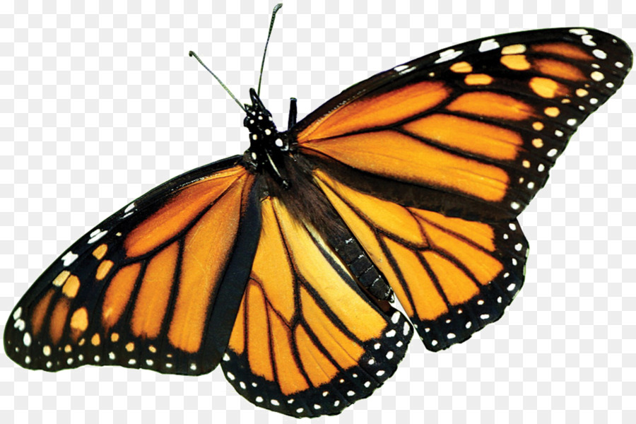 Papillon Monarque，Orange PNG