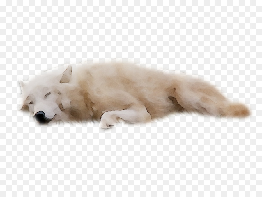 Loup Endormi，Repos PNG