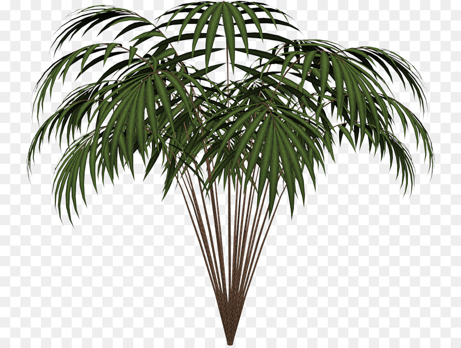 Les Palmiers，Feuille PNG