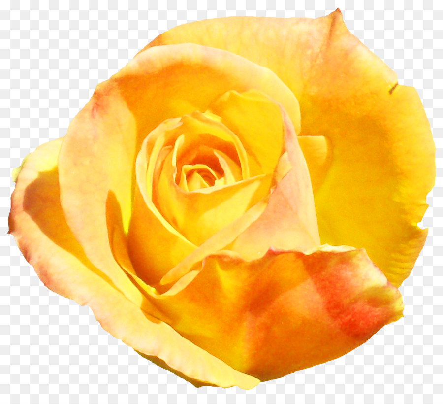Les Roses De Jardin，Blog PNG