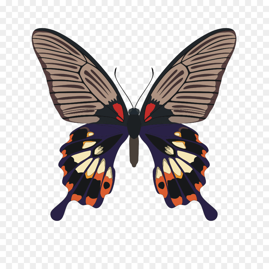 Papillon，Insecte PNG