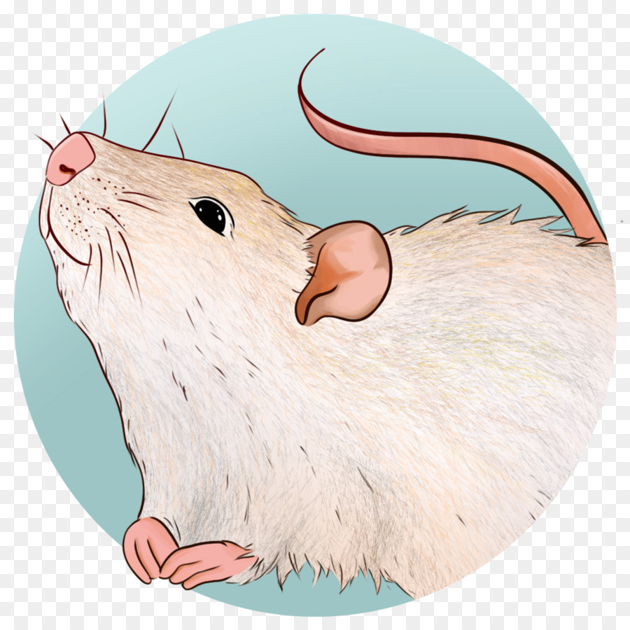 Rat，Gerbille PNG