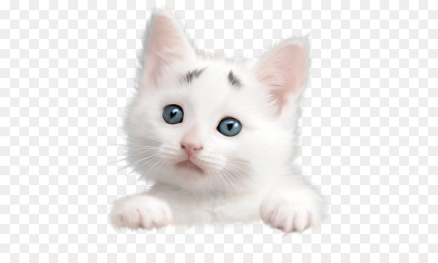 Chaton Blanc，Mignon PNG