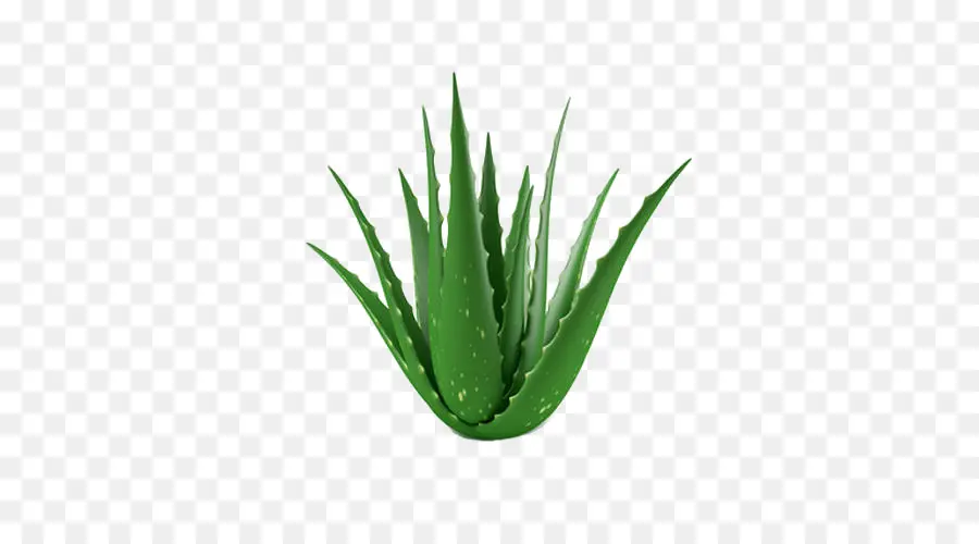 Aloe Vera，Vert PNG