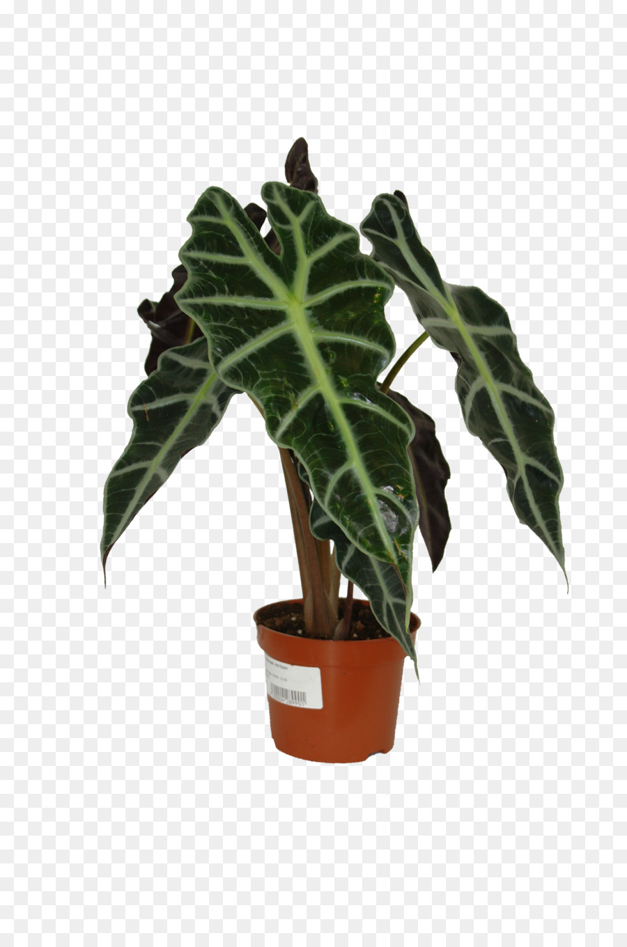 Flowerpot，Feuille PNG