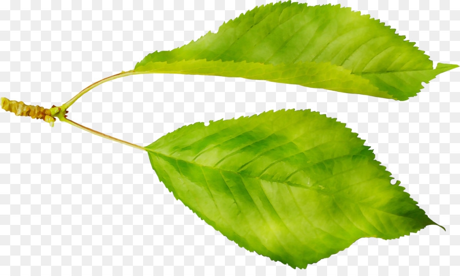 Plante Verte，Feuilles PNG