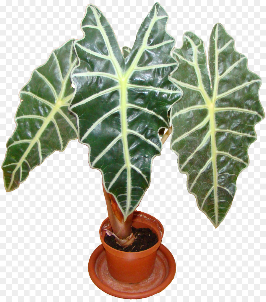 Plante En Pot，Plante D'intérieur PNG