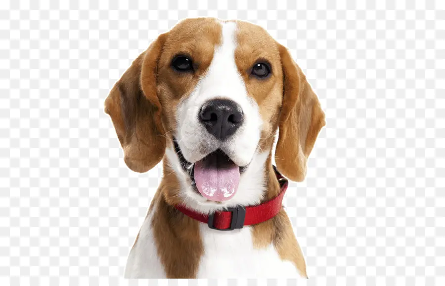 Beagle，Fil De Cheveux Fox Terrier PNG
