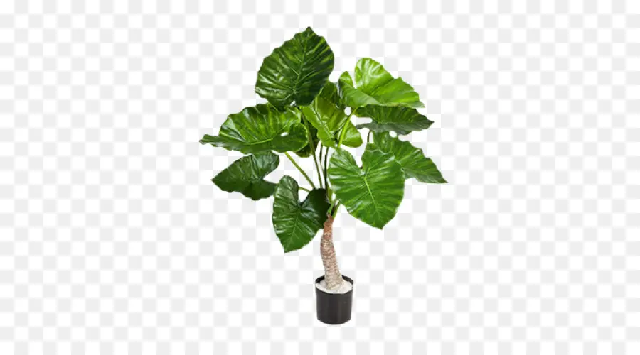 Plante En Pot，Vert PNG