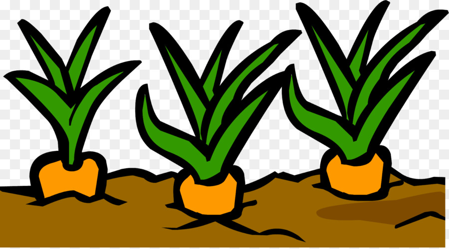 Plantes，Carottes PNG