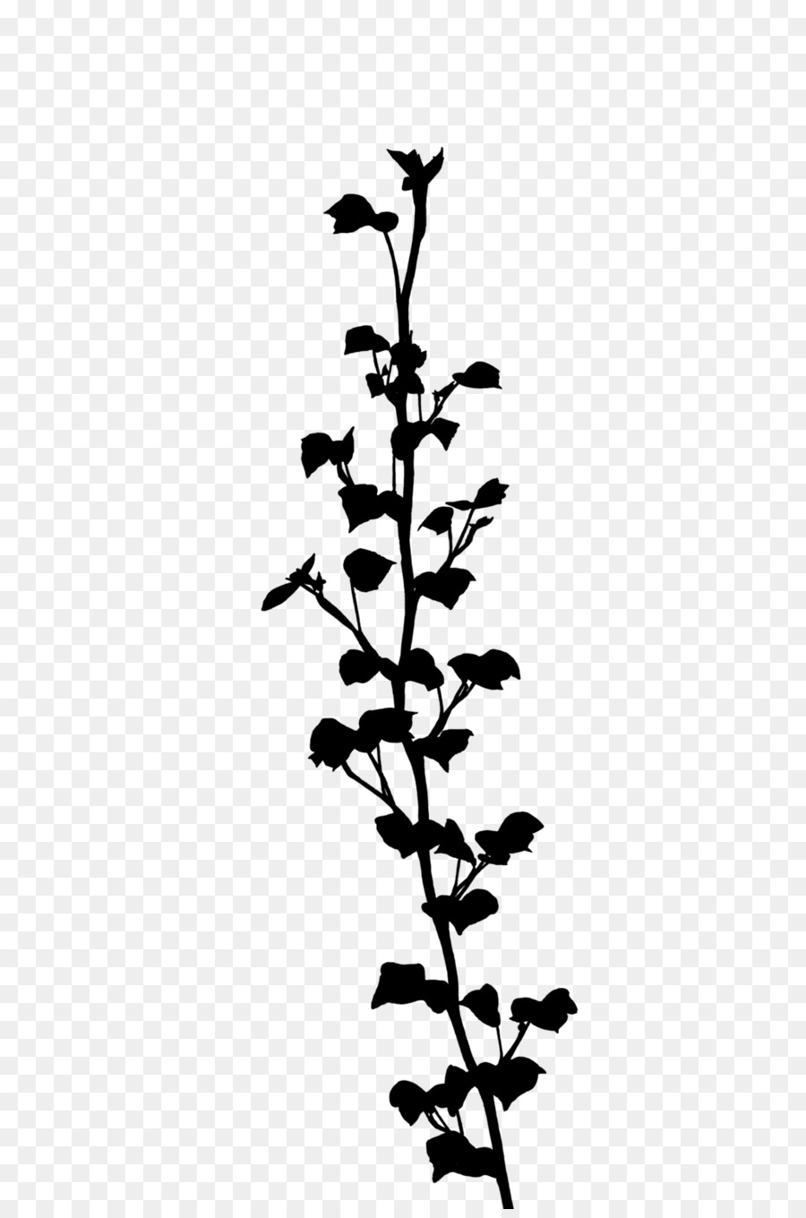 Silhouette D'une Plante，Bifurquer PNG