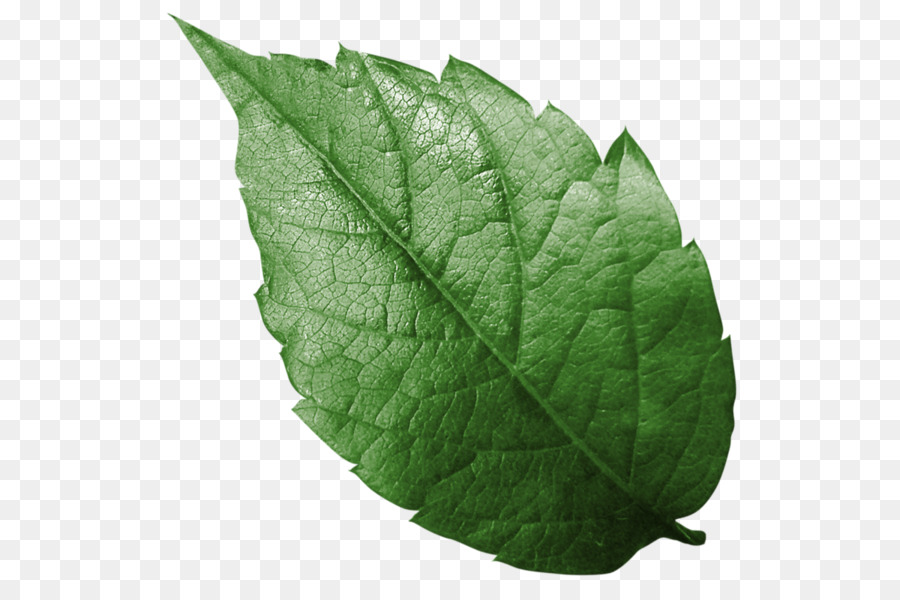 Feuille Verte，Usine PNG