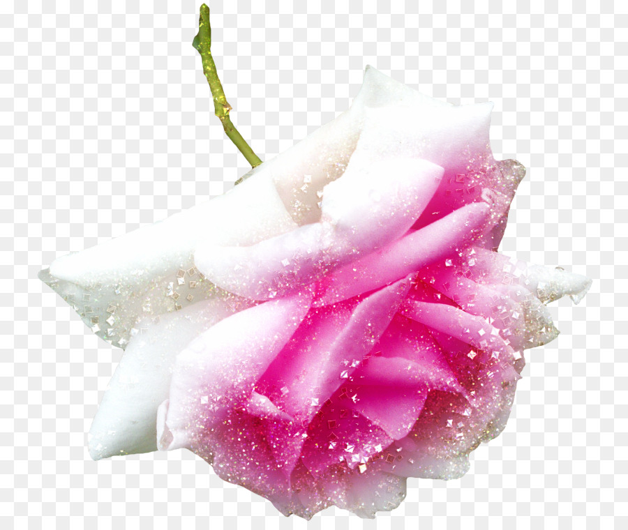 Rose Rose，Fleurir PNG