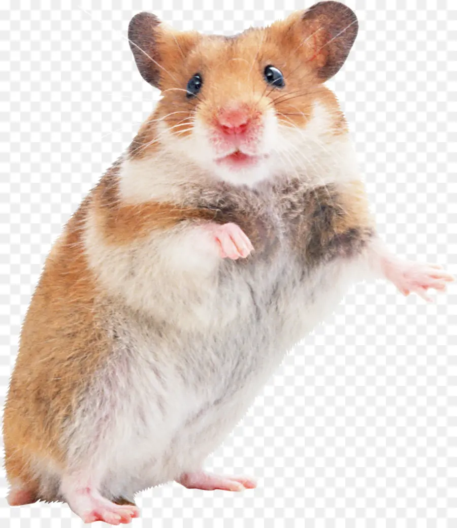 Hamster，Fourrure PNG