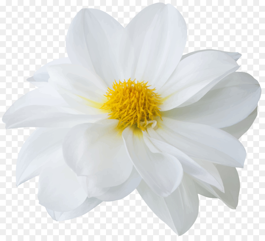 Marguerite Blanche，Marguerite PNG