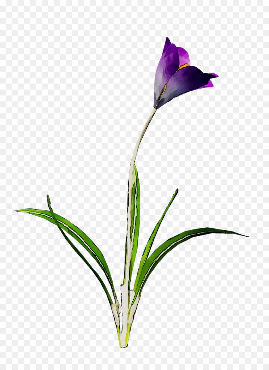 Bud，Les Fleurs Coupées PNG