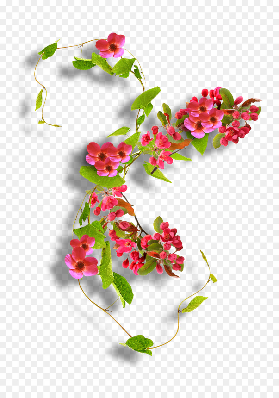 Design Floral，Fleur PNG