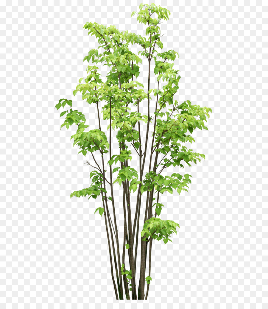 Arbre，Usine PNG