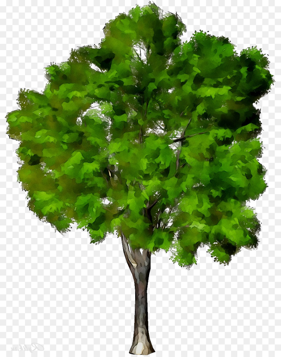 Platanes，Feuille PNG