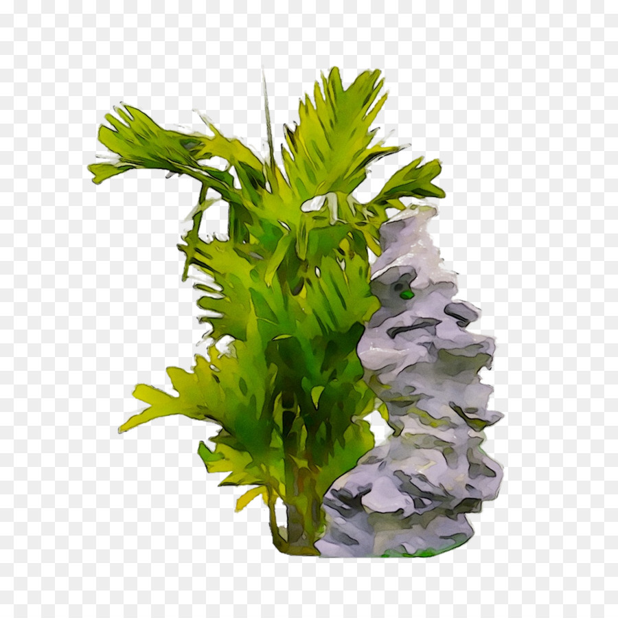 Herbe，Aquarium PNG