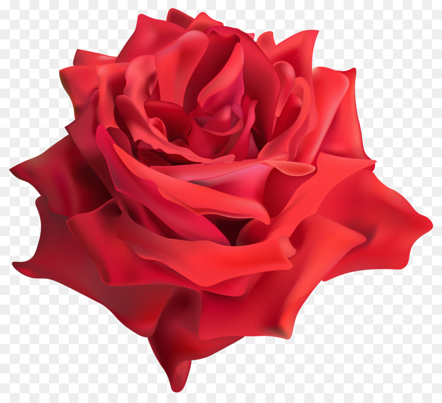 Rose Rouge，Floraison PNG