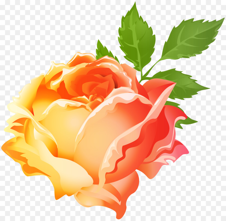 Roses De Jardin，Orange PNG