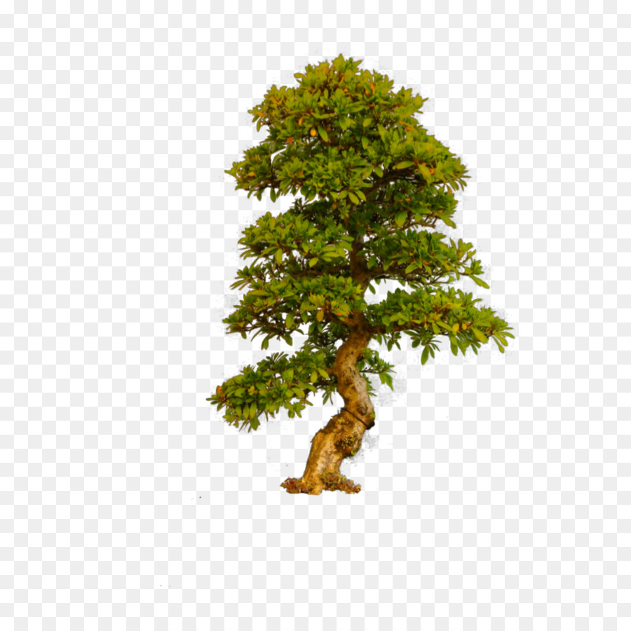 Arbre，Bonsaï Trees Ebook PNG