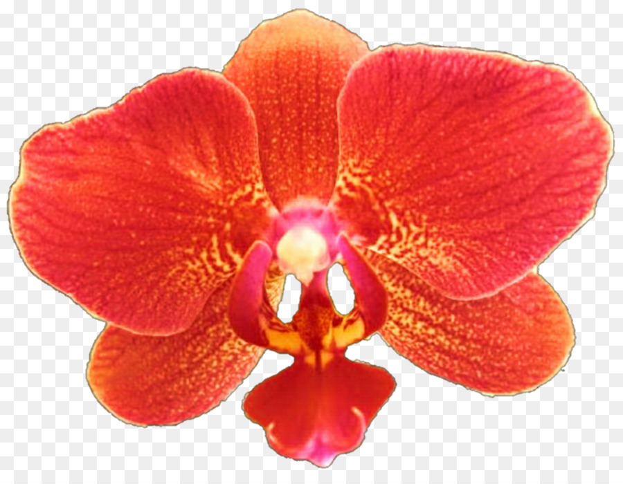 Orchidée，Rose PNG