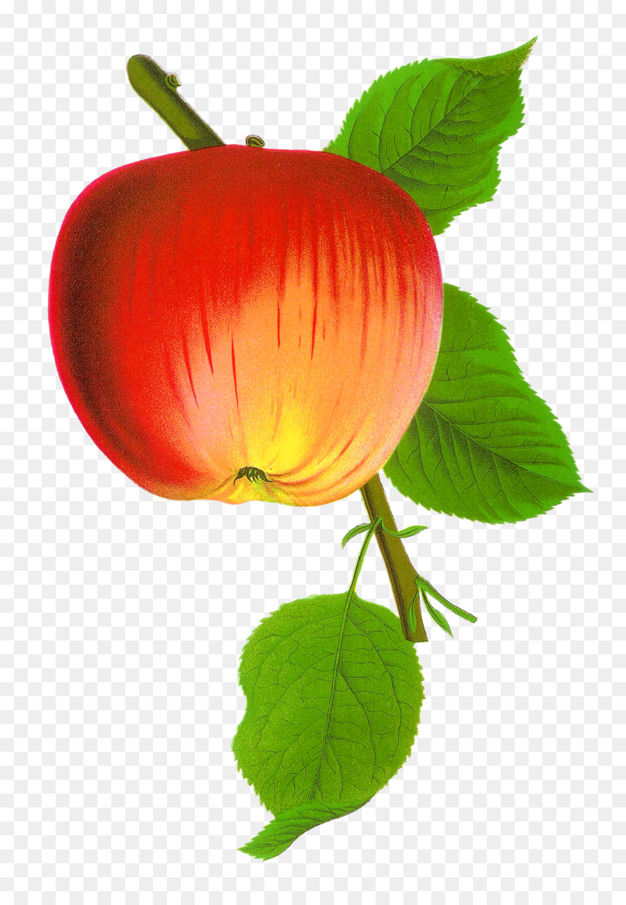 Pomme，Télécharger PNG