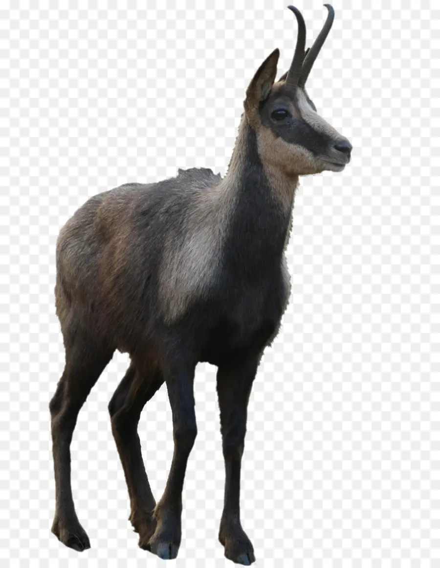 Chamois，Coussin D'eau PNG