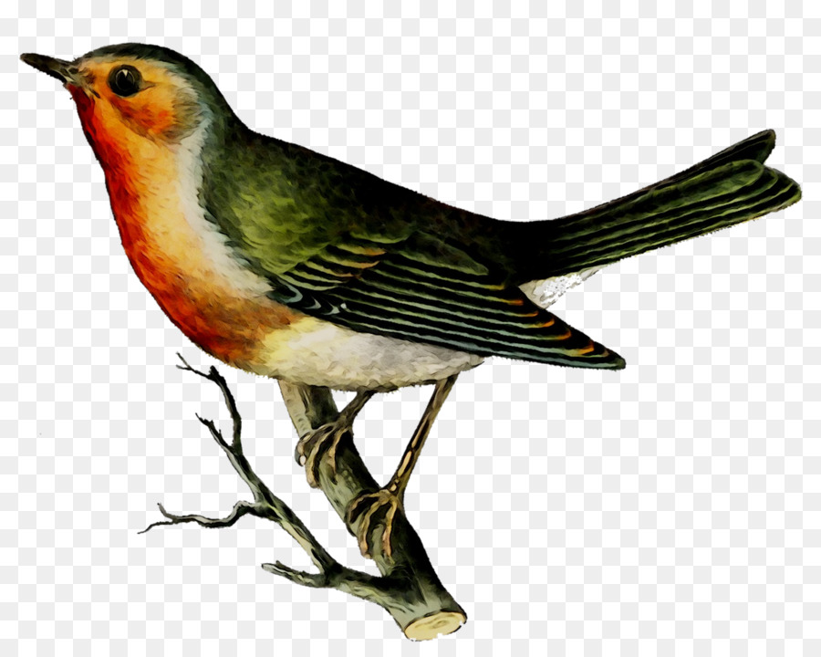 Oiseau，Bifurquer PNG