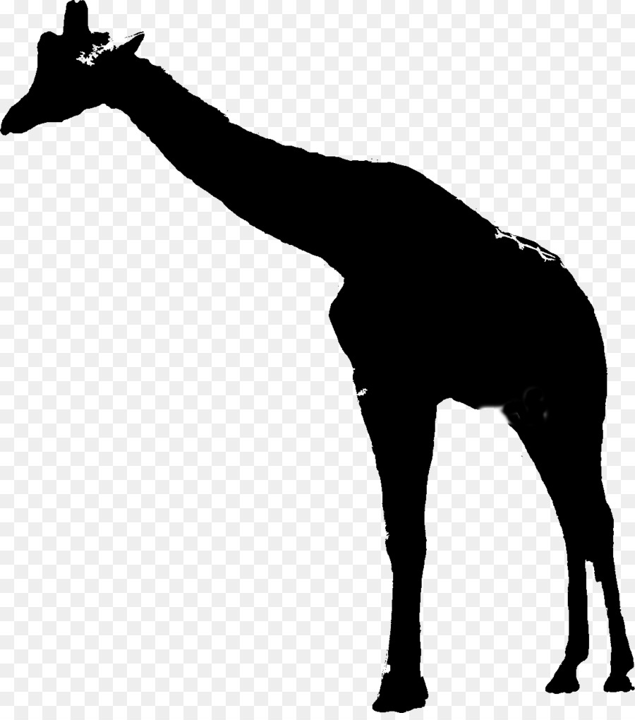Girafe，Mustang PNG